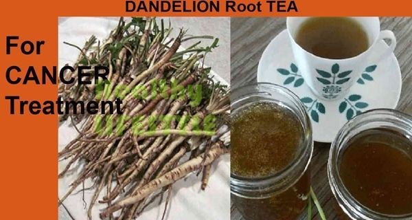 Dandelion Root Tea Herb That Is 100 Times Stronger Than Chemo Drugs And Kills Cancer In 2 