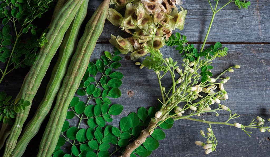 Moringa oleifera is a fast-growing tree native to South Asia and now found ...
